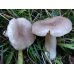 Мицелий Млечника лиловеющего (Lactаrius violаscens)